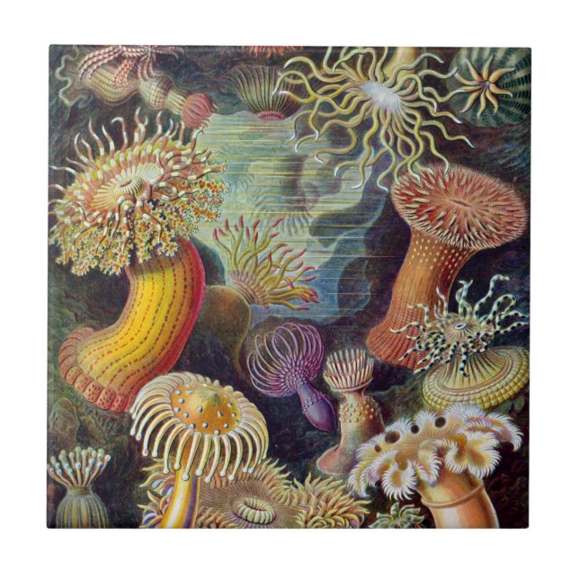 Carreau Céramique d'actinies de Haeckel (Devant)