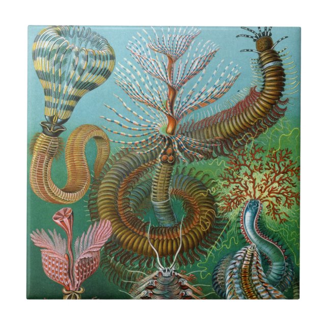 Carreau Céramique de vers de mer de Haeckel (Devant)