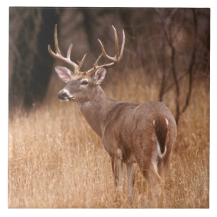 Carreau Cerf à queue blanche Choke Canyon State Park, TX