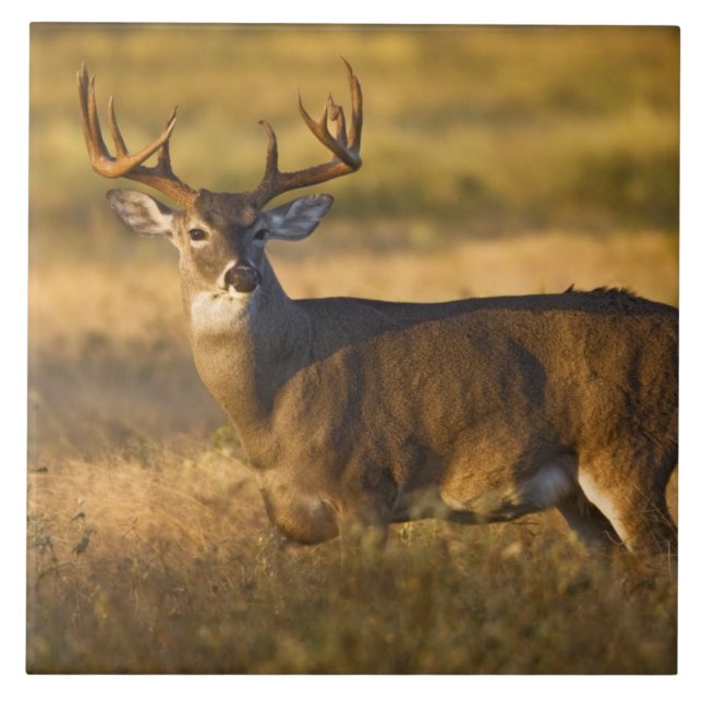 Carreau Cerf de Virginie (Odocoileus virginianus) adulte (Devant)