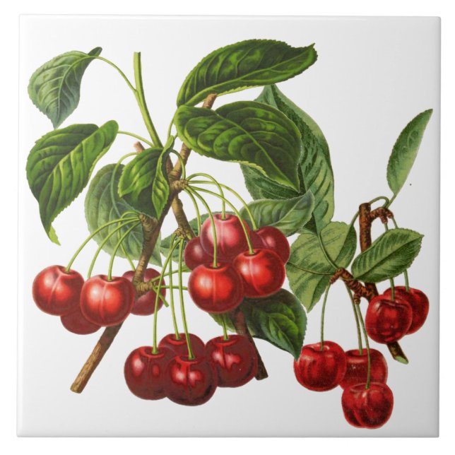 Carreau Cerises botaniques vintages Imprimer en blanc (Devant)