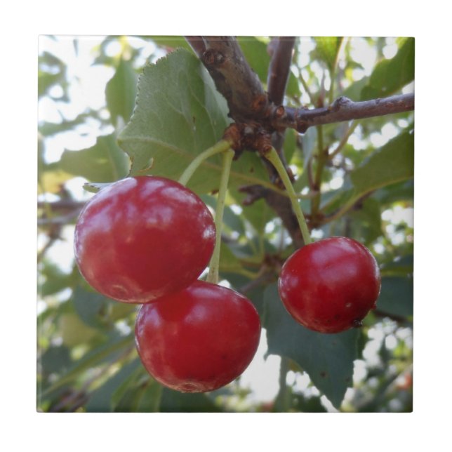 Carreau Cerises du Michigan (Devant)