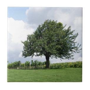 Carreau Cerisier en été