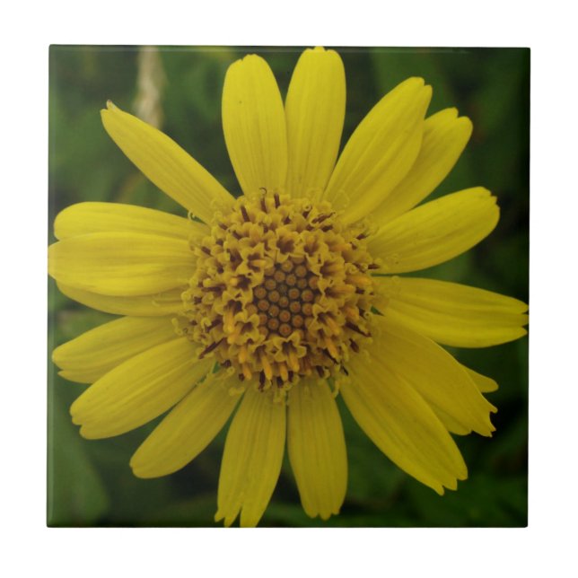 Carreau Chamissonis d'arnica (Devant)