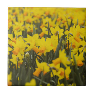Carreau Champ de jonquilles