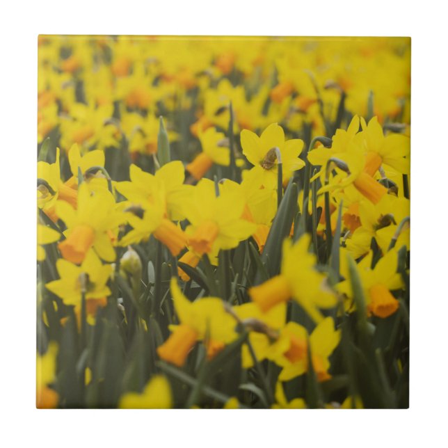 Carreau Champ de jonquilles (Devant)
