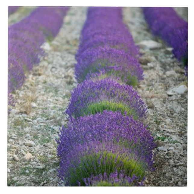 Carreau Champ de lavande, Provence, France (Devant)