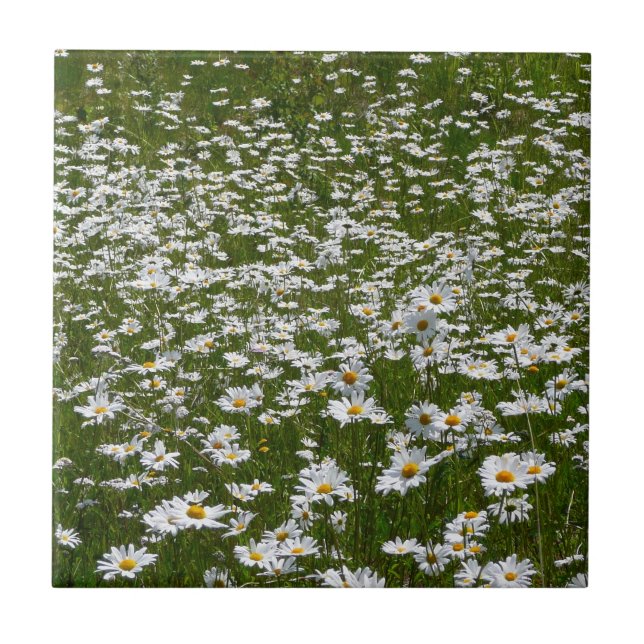 Carreau Champ de marguerites Fleurs sauvages de l'Alaska (Devant)