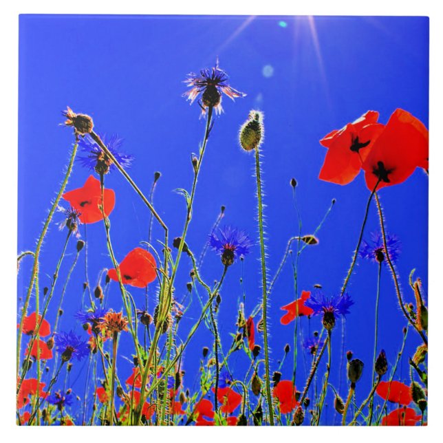 Carreau Champ de Red Poppies (Devant)