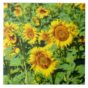 Carreau Champ de tournesol