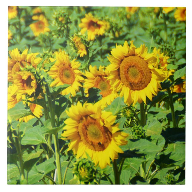 Carreau Champ de tournesol (Devant)