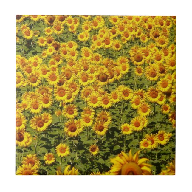 Carreau Champ de tournesols (Devant)