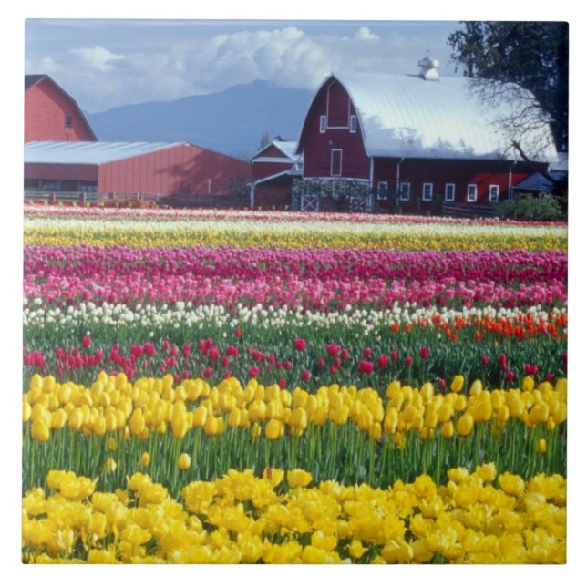 Carreau Champ de tulipes (Devant)