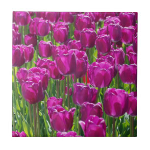 Carreau Champ de tulipes violettes