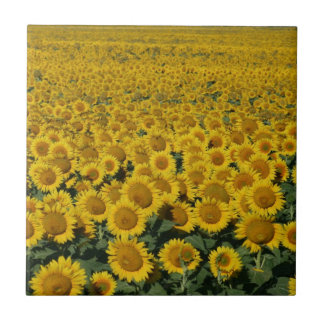 Carreau Champ des tournesols