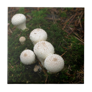 Carreau Champignon de bouffon lycoperdon