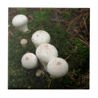 Carreau Champignon de bouffon lycoperdon