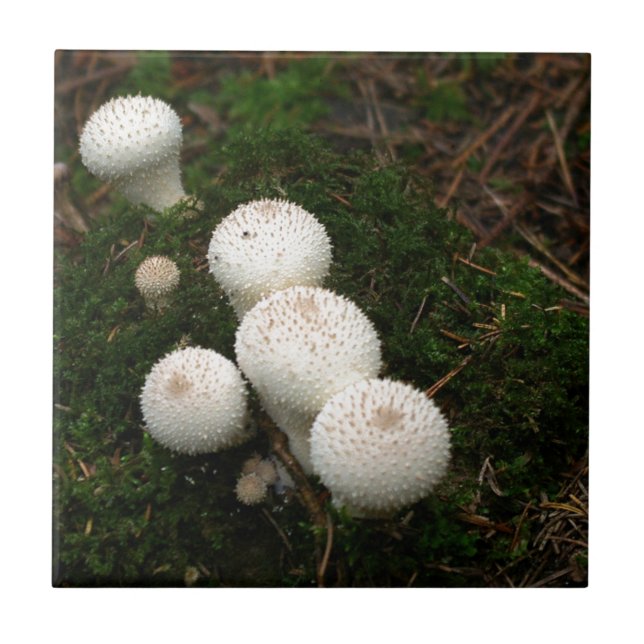 Carreau Champignon de bouffon lycoperdon (Devant)