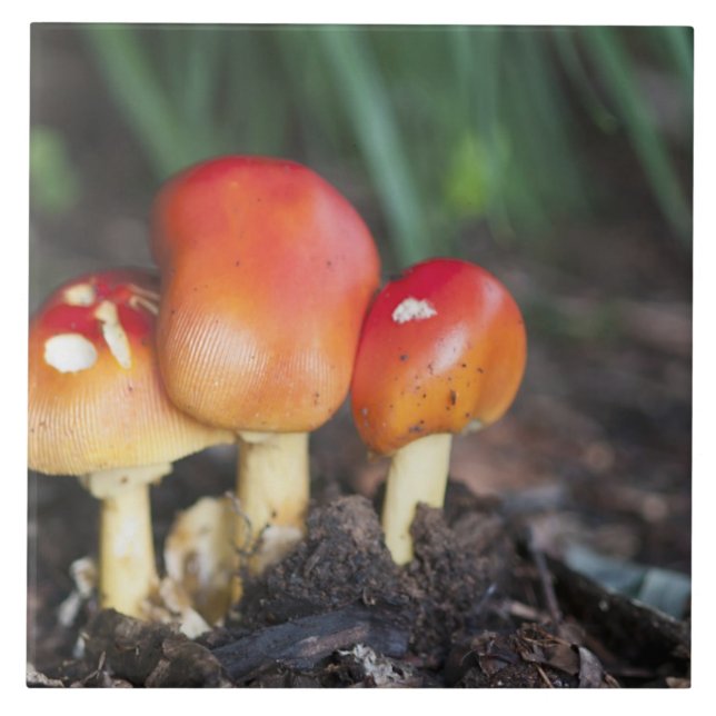 Carreau Champignon de famille Amanita (Devant)
