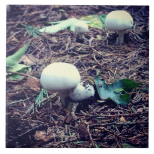 Carreau Champignons blancs mignons