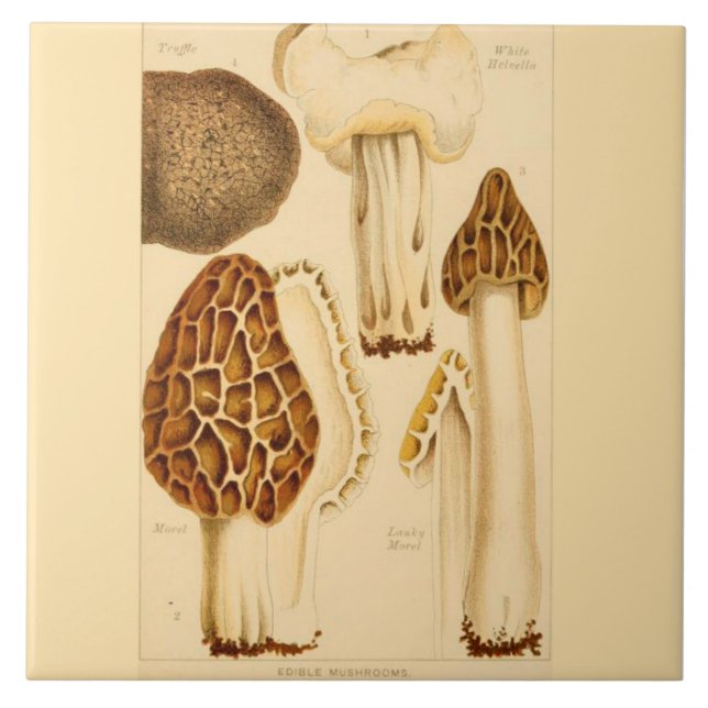 Carreau Champignons comestibles de cuisine de tuile (Devant)