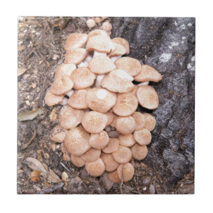 Carreau champignons de miel ringless