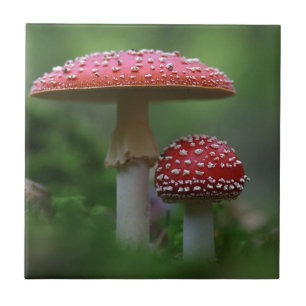 Carreau Champignons magiques