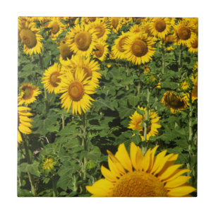 Carreau Champs de tournesols, ville de collines blanches d