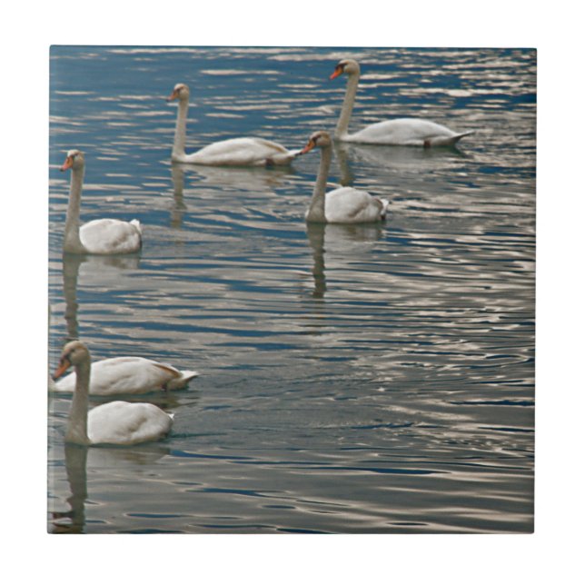 Carreau Chanson de cygne (Devant)