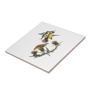 Carreau Chardonneret américain par Audubon
