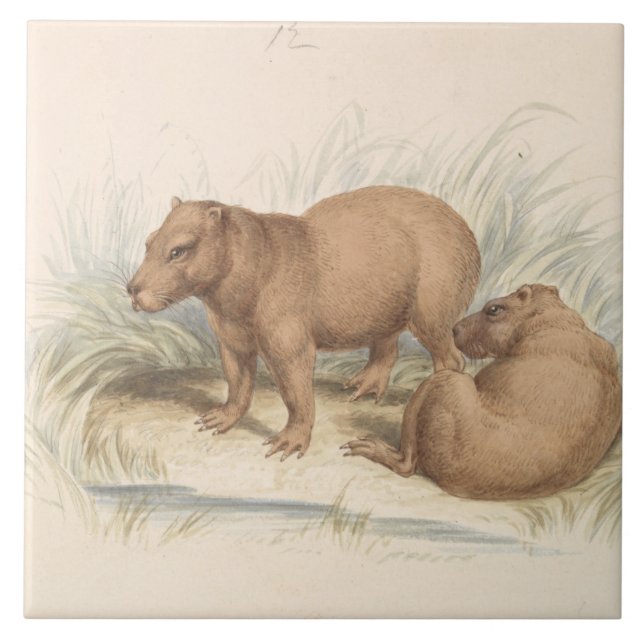 Carreau Charles Hamilton Smith - La Capybara (Devant)