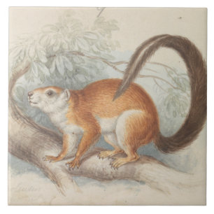 Carreau Charles Hamilton Smith - L'écureuil de Duvaucel