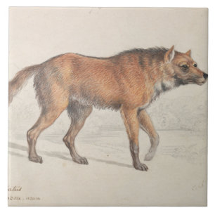 Carreau Charles Hamilton Smith - Maned Wolf