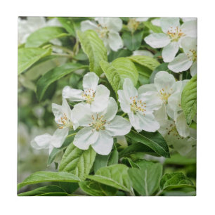 Carreau Charmeuses fleurs de printemps