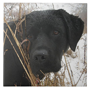 Carreau Chasse de fin de saison - Black Lab - Labrador