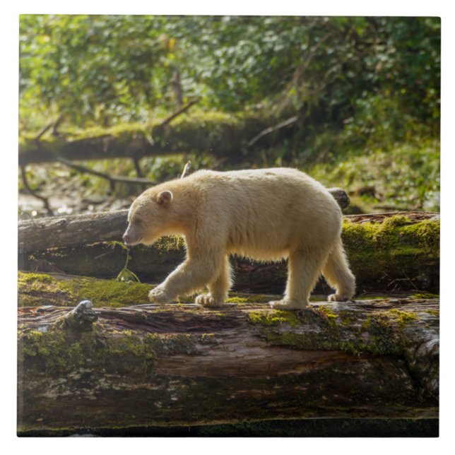 Carreau Chasse de l'ours esprit blanc (Devant)