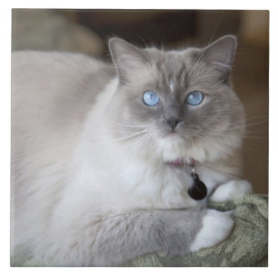 Carreau Chat à poupée femelle