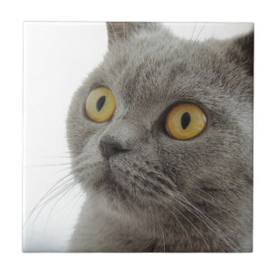 Carreau Chat Animal De Compagnie Grincheux Froncement De S