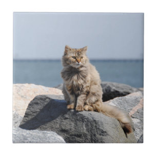 Carreau Chat balayé par le vent au bord de la mer