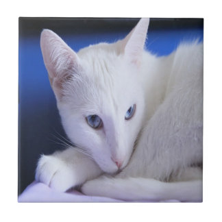 Carreau Chat blanc aux yeux bleus