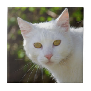 Carreau Chat blanc aux yeux jaunes