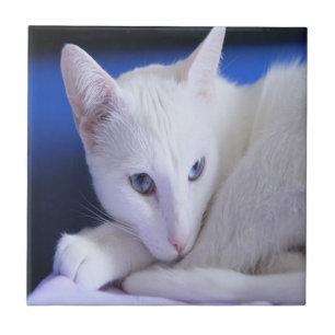 Carreau Chat blanc avec des yeux bleus