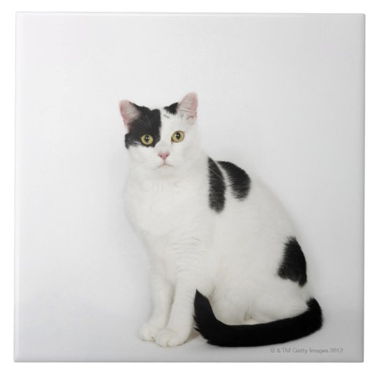 Carreau Chat Blanc Avec Les Taches Noires Zazzle Ca