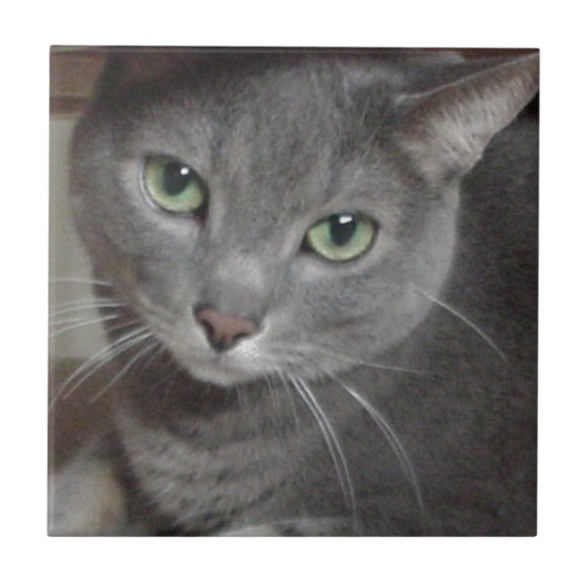 Carreau Chat bleu russe (Devant)