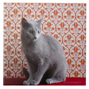 Carreau Chat (bleu russe) et arrière - plan de papier