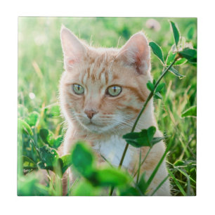 Carreau Chat de gingembre avec yeux verts en herbe