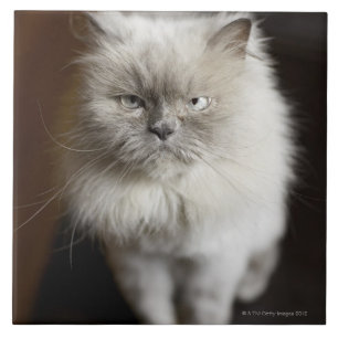 Carreau Chat de l'Himalaya de point bleu semblant irrité