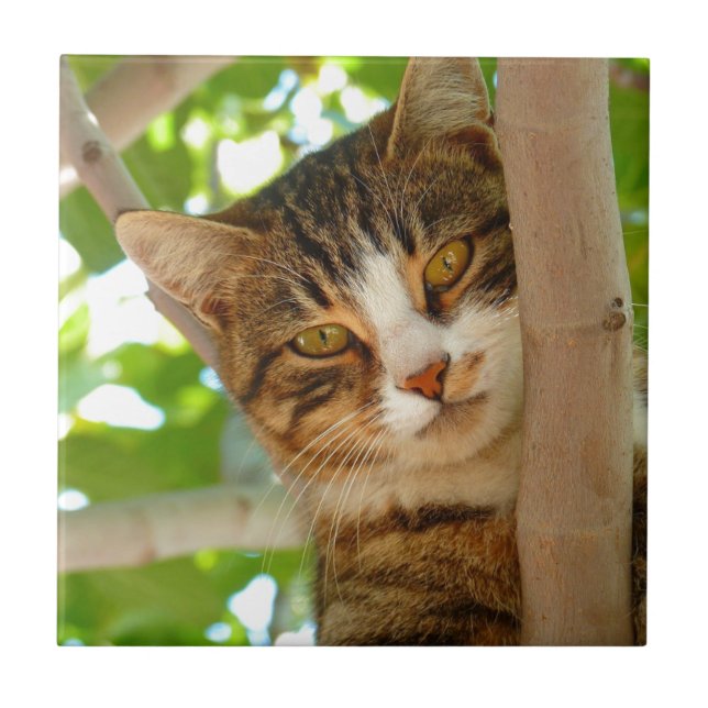 Carreau Chat grimpant à un arbre (Devant)