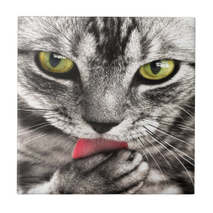 Carreau Chat gris