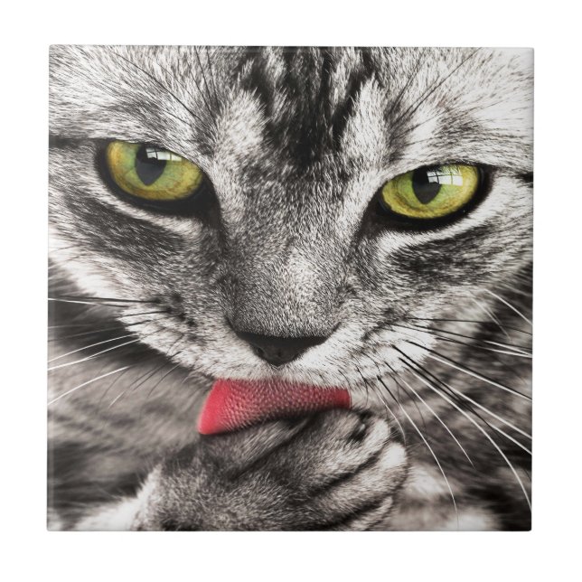 Carreau Chat gris (Devant)
